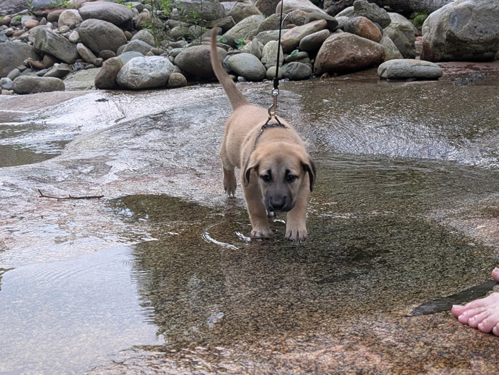 chinook dog